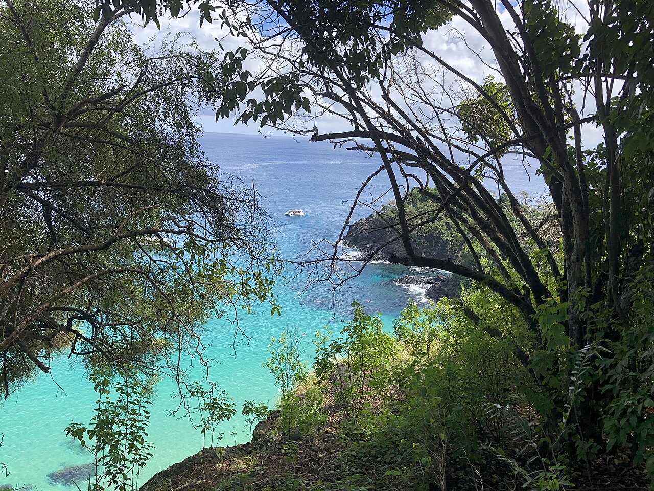 Vida marinha única